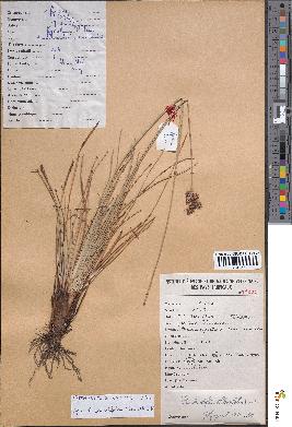 spécimen de Fimbristylis cymosa