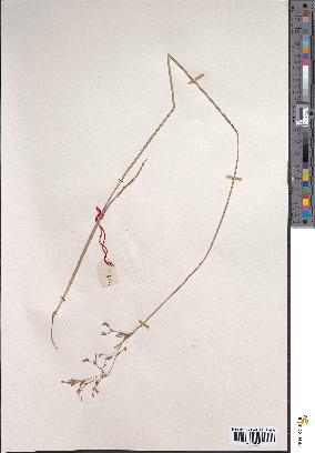 spécimen de Fimbristylis complanata