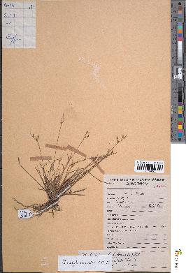 spécimen de Fimbristylis alboviridis