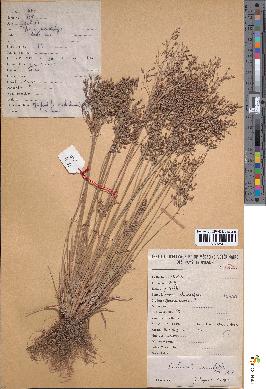 spécimen de Fimbristylis bisumbellata