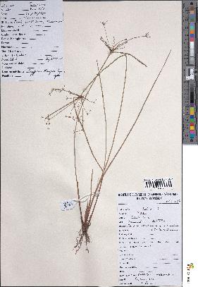 spécimen de Cyperus haspan