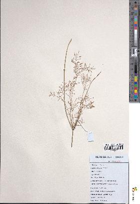 spécimen de Cyperus longus