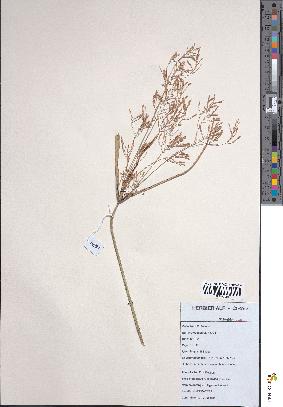 spécimen de Cyperus longus
