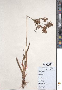 spécimen de Cyperus esculentus