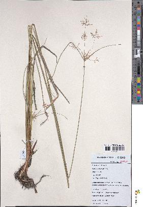 spécimen de Cyperus longus