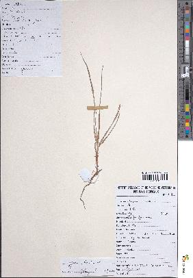 spécimen de Cyperus rotundus
