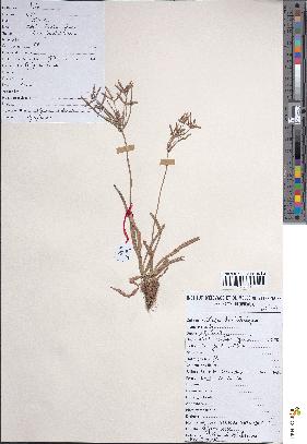 spécimen de Cyperus rotundus