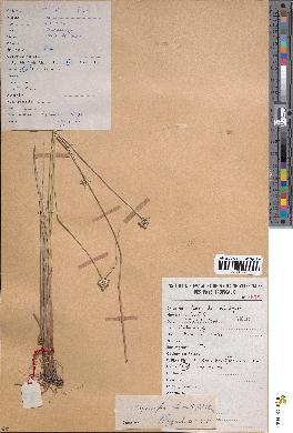 spécimen de Lipocarpha chinensis