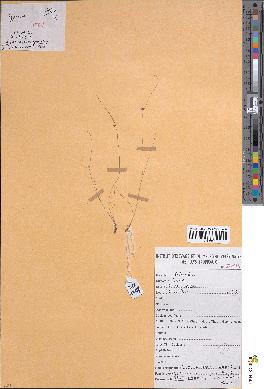 spécimen de Lipocarpha gracilis