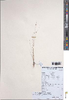 spécimen de Lipocarpha nana