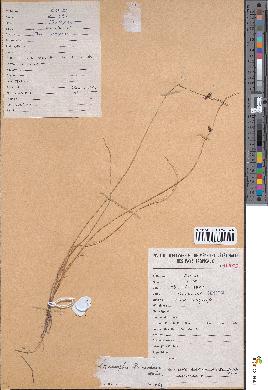 spécimen de Lipocarpha prieuriana