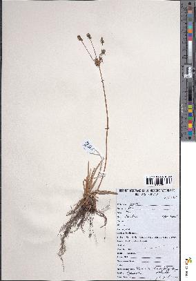 spécimen de Mariscus sumatrensis