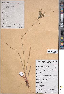 spécimen de Mariscus sumatrensis