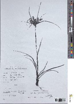 spécimen de Mariscus sumatrensis