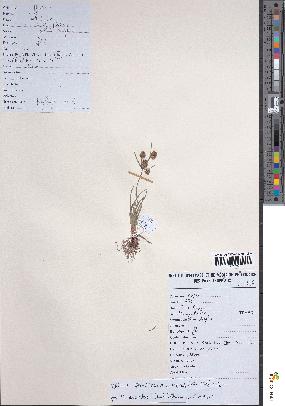 spécimen de Mariscus squarrosus