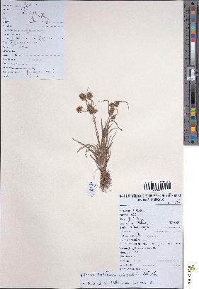 spécimen de Mariscus squarrosus