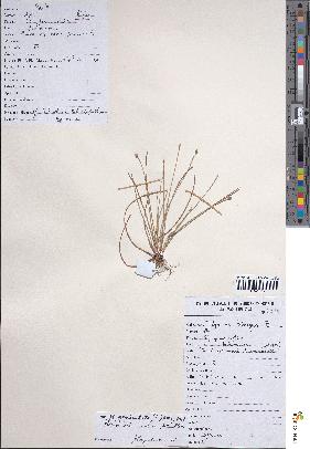 spécimen de Eleocharis geniculata