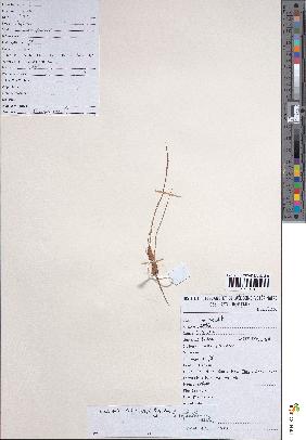spécimen de Eleocharis setifolia