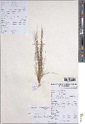 spécimen de Eleocharis setifolia