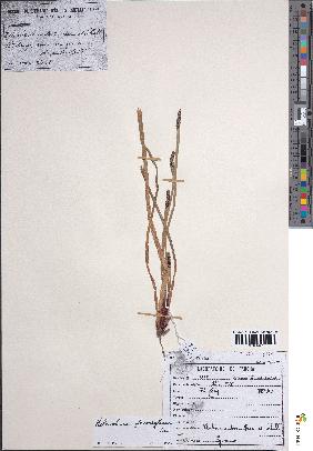 spécimen de Eleocharis decoriglumis