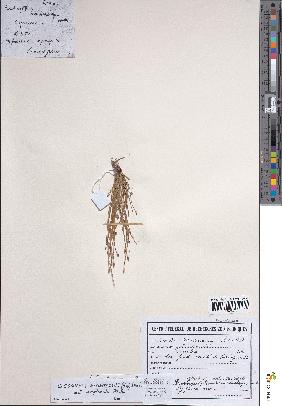 spécimen de Eleocharis complanata