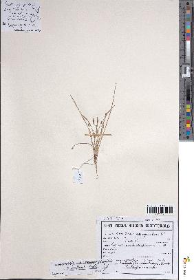 spécimen de Eleocharis complanata