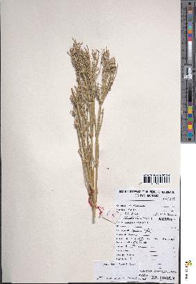 spécimen de Ephedra alata