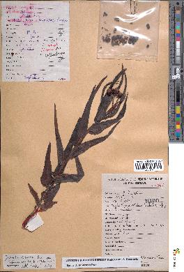 spécimen de Jatropha afrotuberosa