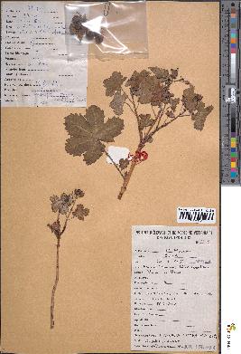 spécimen de Jatropha chevalieri