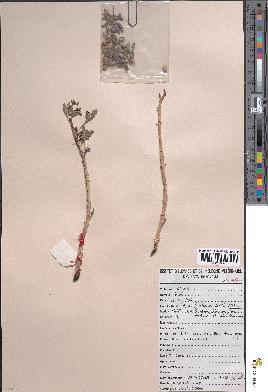 spécimen de Jatropha glauca