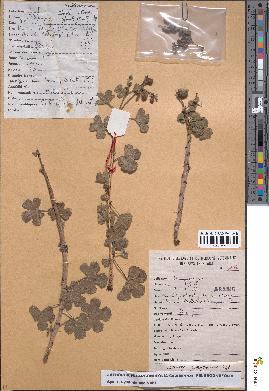 spécimen de Jatropha pelargoniifolia