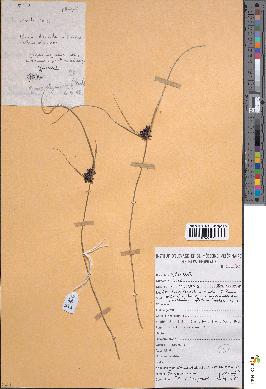 spécimen de Pycreus elegantulus