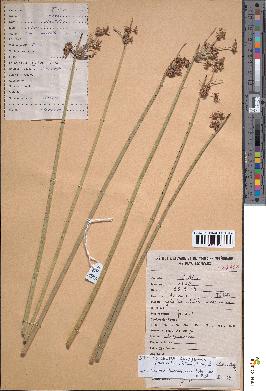 spécimen de Schoenoplectus corymbosus