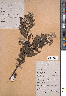 spécimen de Microglossa pyrifolia