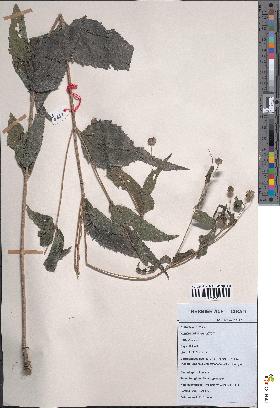 spécimen de Melanthera elliptica