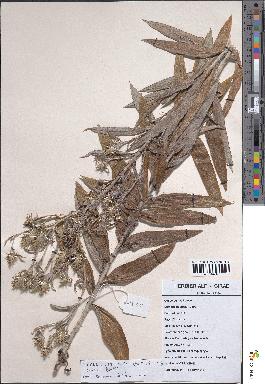 spécimen de Macledium kirkii