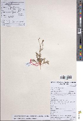 spécimen de Launaea mucronata