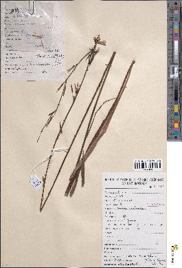 spécimen de Launaea rarifolia
