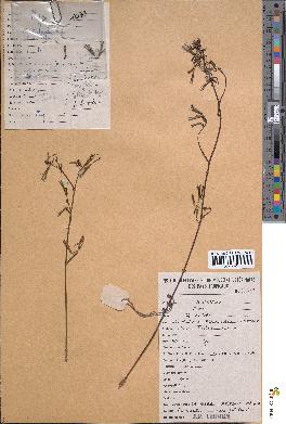 spécimen de Launaea rarifolia