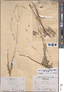 spécimen de Launaea intybacea