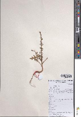 spécimen de Chenopodium botrys