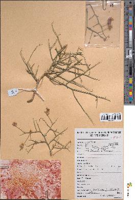 spécimen de Convolvulus virgatus