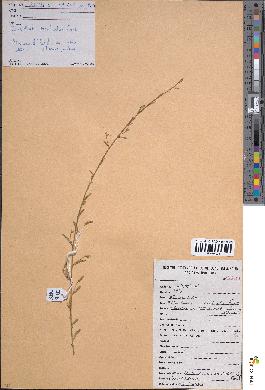 spécimen de Convolvulus prostratus