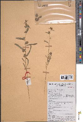 spécimen de Convolvulus rhyniospermus