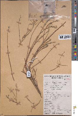 spécimen de Nolletia chrysocomoides