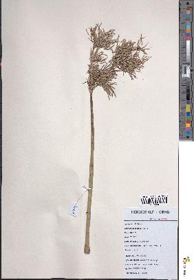 spécimen de Cyperus articulatus