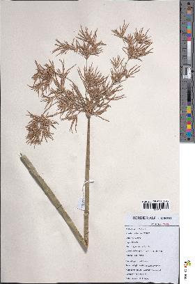 spécimen de Cyperus articulatus