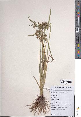 spécimen de Cyperus difformis