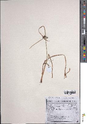 spécimen de Cyperus difformis