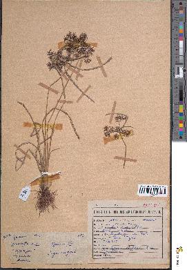 spécimen de Cyperus difformis